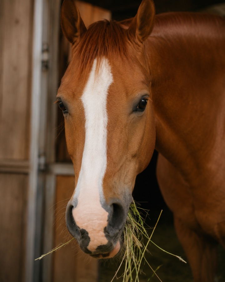 Pferd beim Fressen